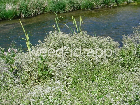 pepperweed, perennial